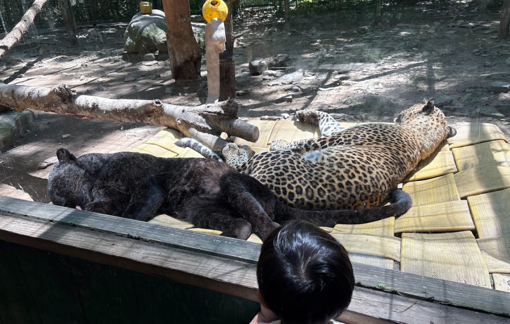 Leopard resting at Claws N Paws Wild Animal Park