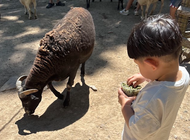 Goat feeding experience at Claws N Paws Wild Animal Park