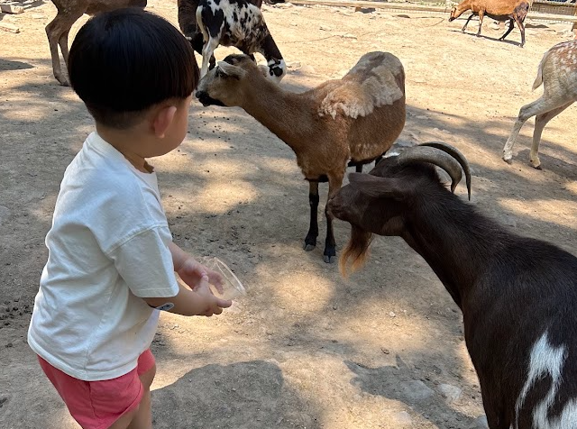 Goat feeding experience at Claws N Paws Wild Animal Park