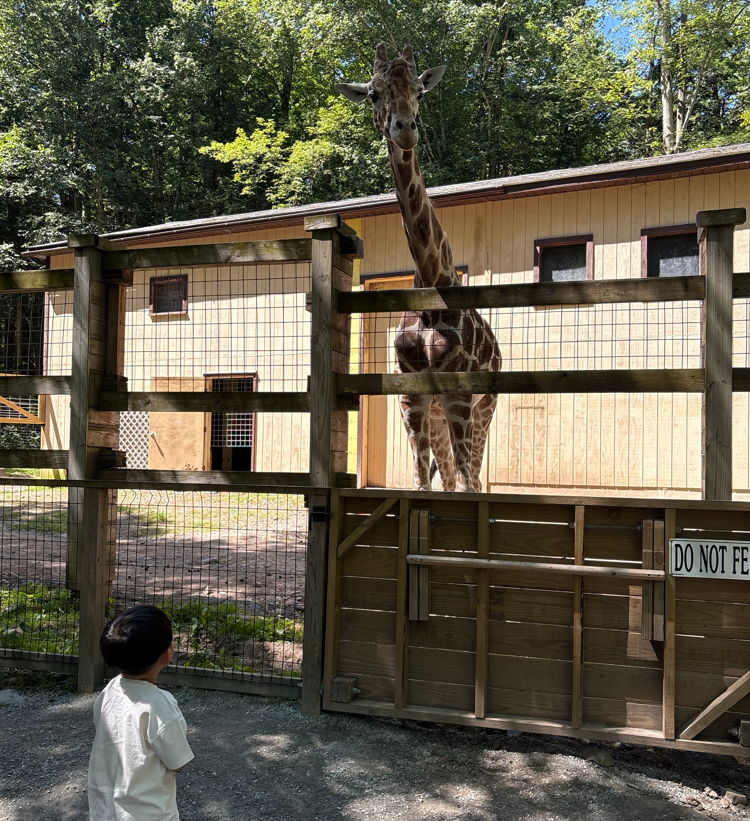 Toddler seeing a giraffe up close at Claws N Paws Wild Animal Park