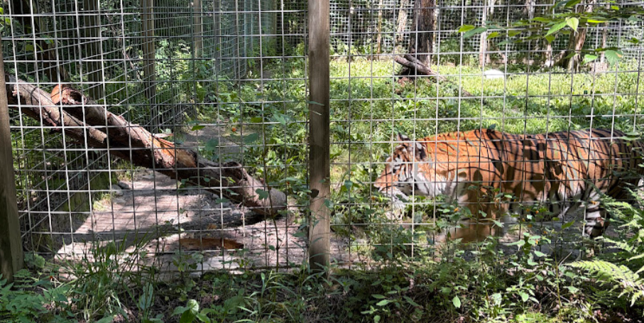 Tiger at Claws N Paws Wild Animal Park in Pennsylvania