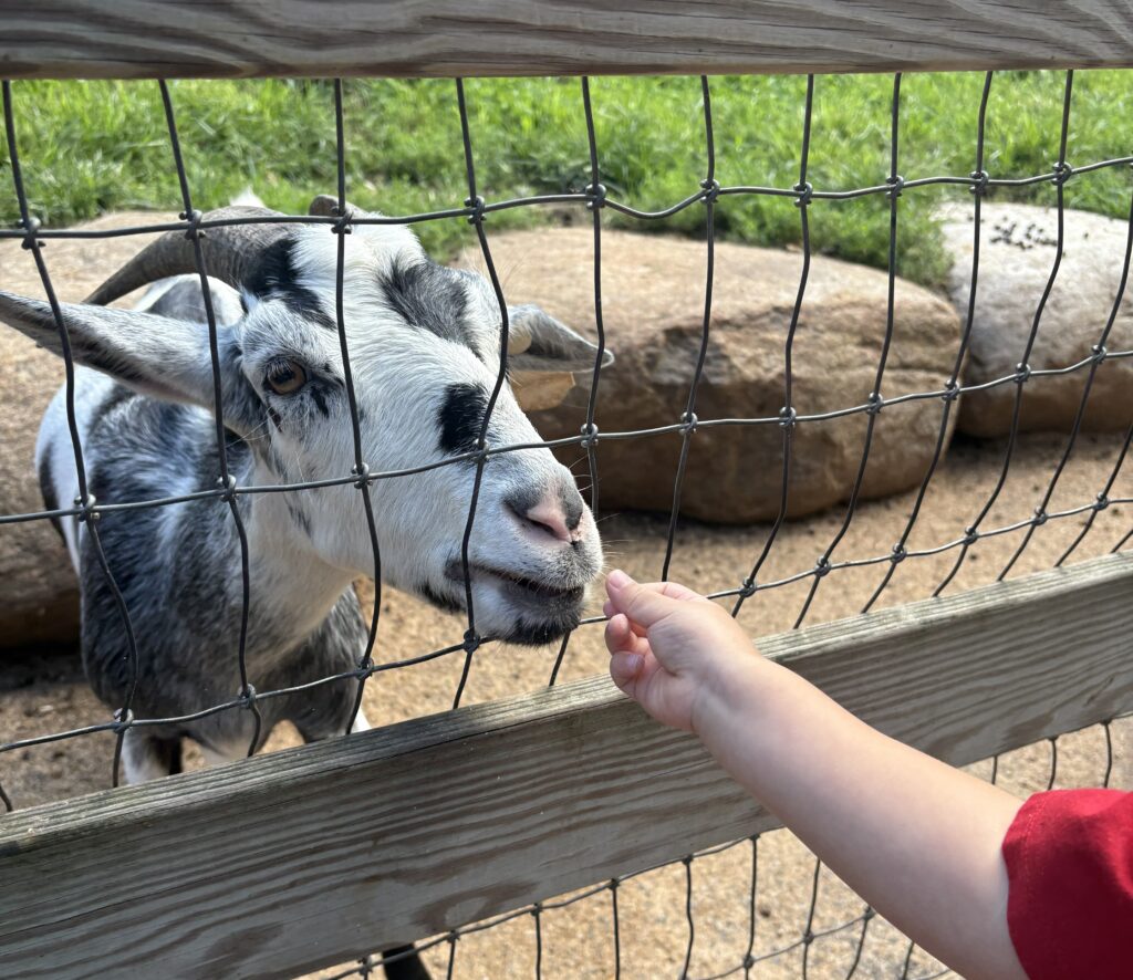 Toddler feeding goats at Abma's Farm