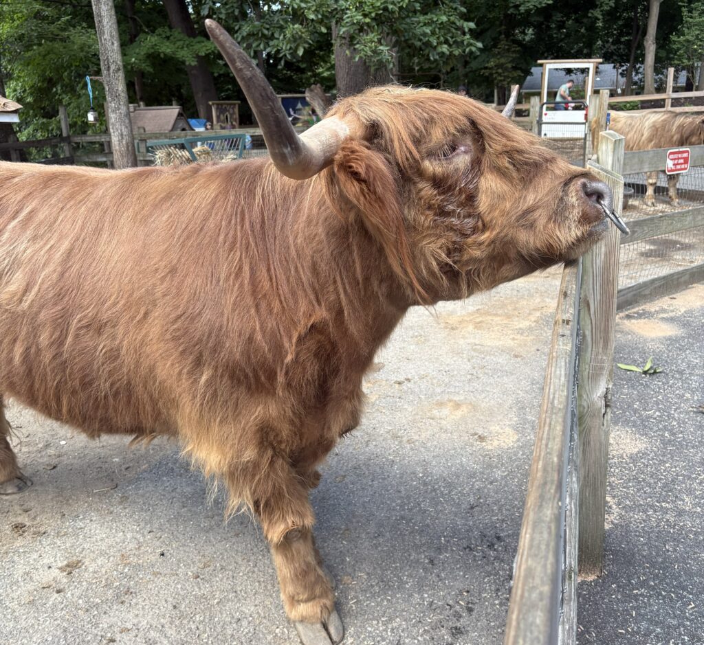 Animals at Abma's Farm Barnyard Petting Zoo