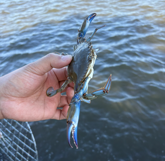 Crabbing in Keyport NJ: A Family Guide for First-Time Crab Fishing