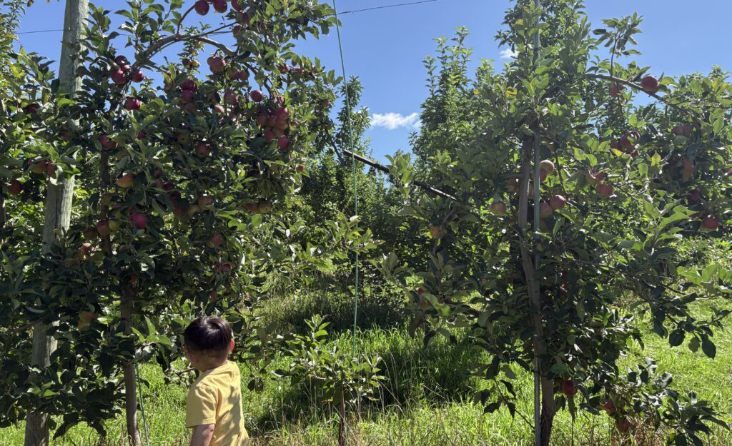 3-year-old picking apples at Ochs Orchard