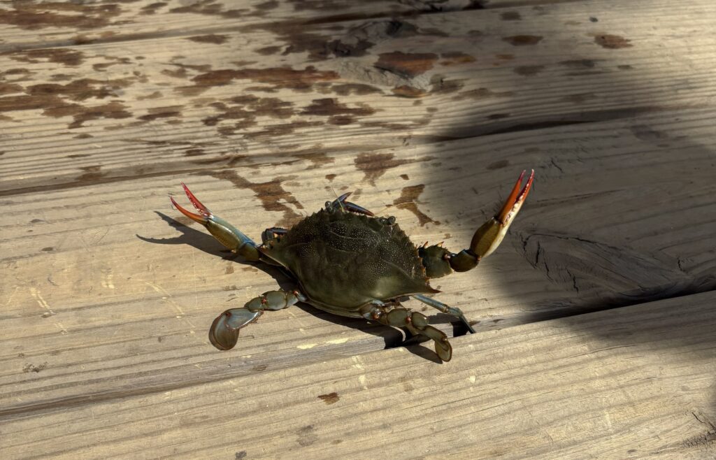 Blue crab caught while crabbing at Windward Beach Park in Brick NJ