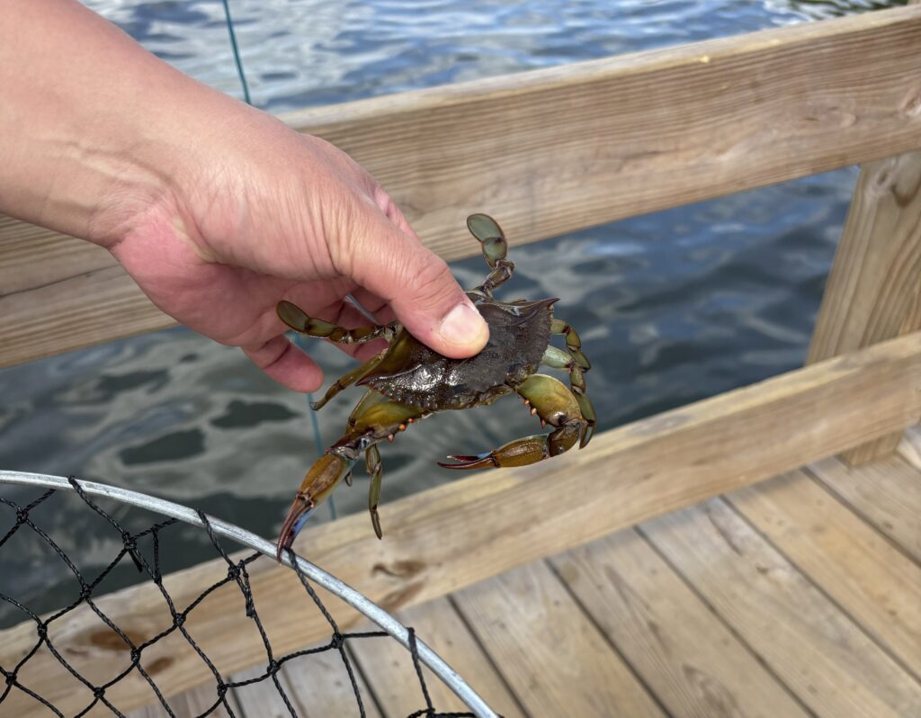Blue crab caught at Windward Beach Park in New Jersey