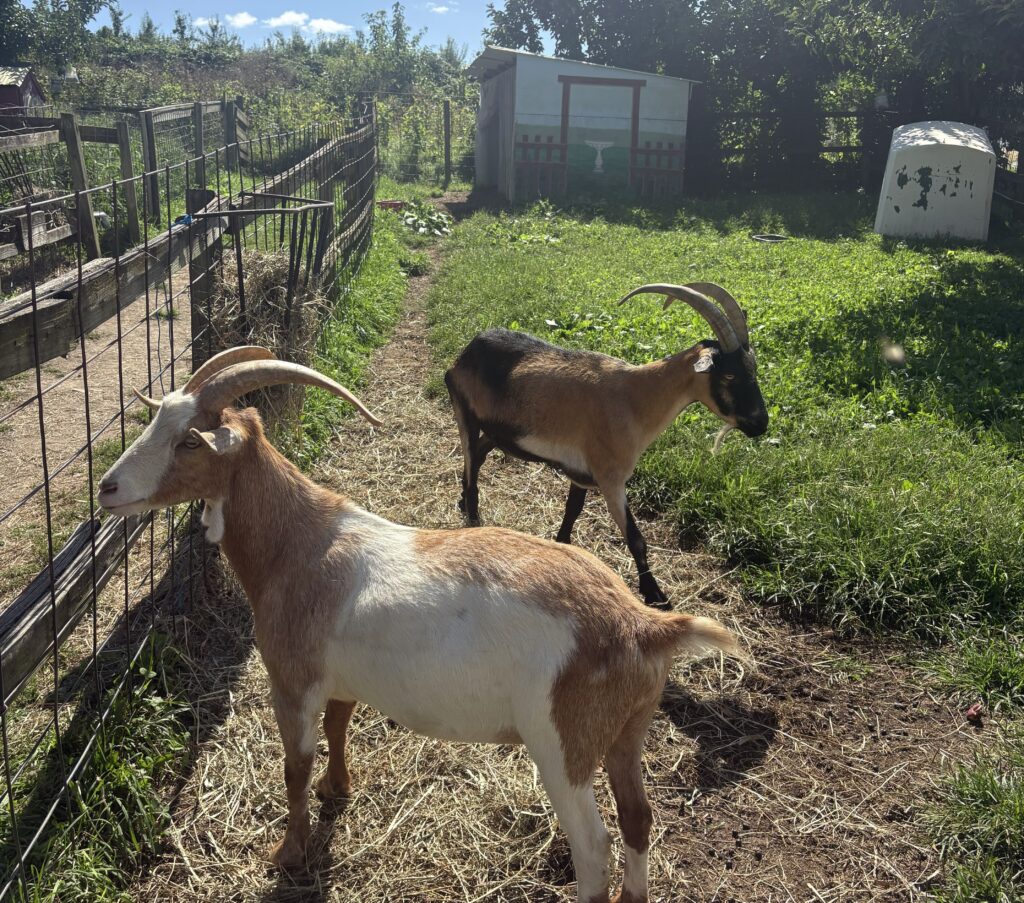 goat feeding at Ochs Orchard