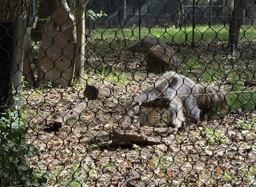 Anteater at Bergen County Zoo in Paramus NJ