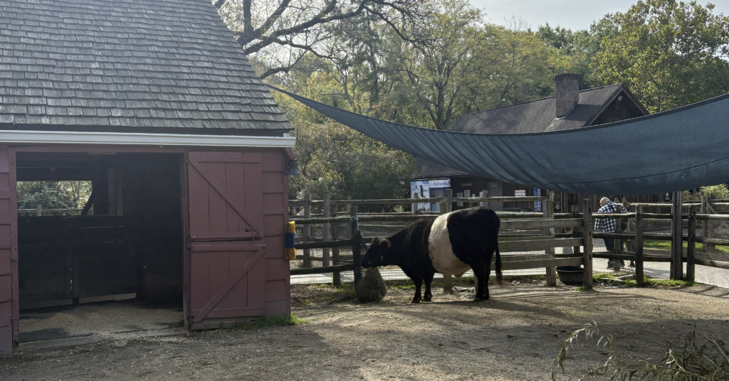 Cow at Bergen county zoo in Paramus NJ