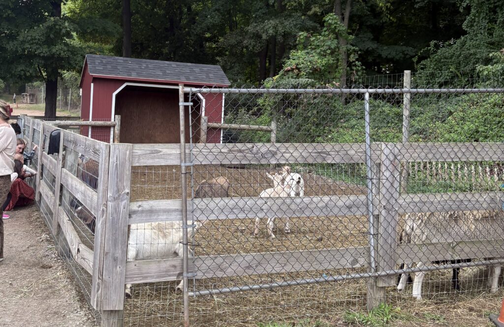 goats near the pumpkin patch at Demarest Farms NJ