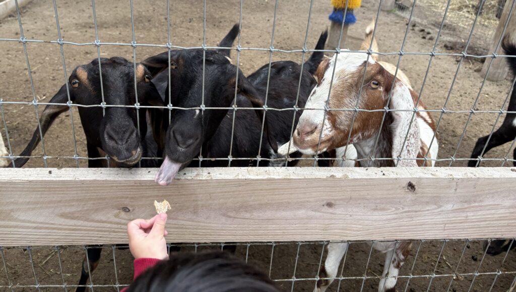 toddler feeding animals at Demarest Farms Petting Zoo